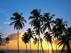 Palm Paradise, St. Lucia